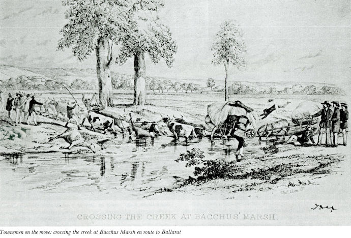 Bullocky team at Bacchus Marsh, Ballarat - 93kB jpg