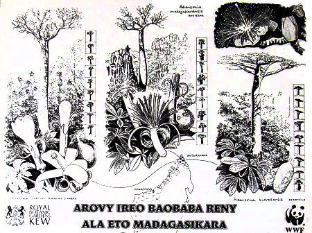 A WWF poster Baobab mad cap rot in Madagascar - kB jpg
