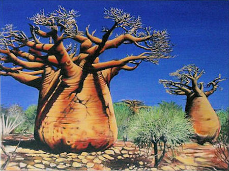 Baobabs 1998 - kB jpg