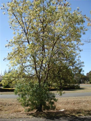 Tree number 798 dedicated to Leslie Crompton Blackman - 180kB jpg