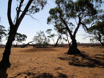 Looking from Cox land to Forsyth land - 54Kb jpeg